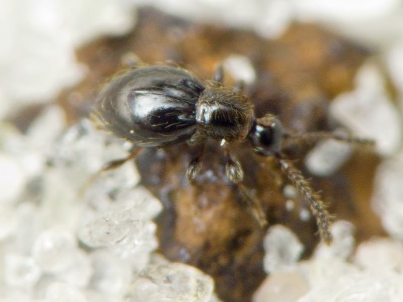 Euconnus hirticollis (Illiger, 1798)